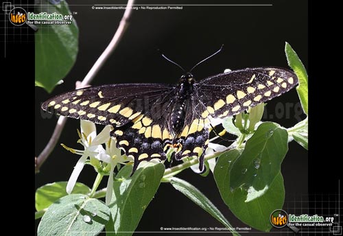 Thumbnail image #6 of the Black-Swallowtail
