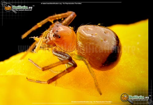 Thumbnail image of the Black-Tail-Crab-Spider