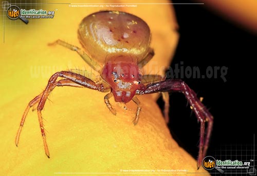 Thumbnail image #3 of the Black-Tail-Crab-Spider