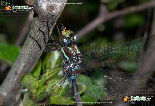 Thumbnail image #2 of the Black-Tipped-Darner