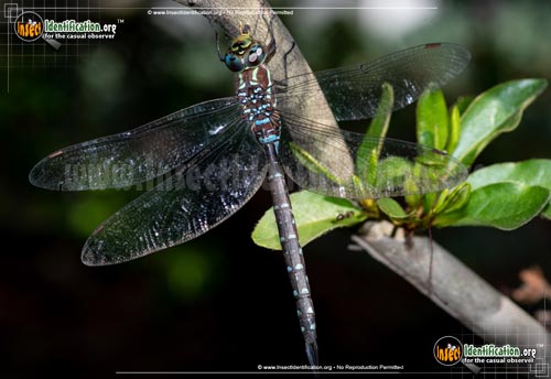 Thumbnail image of the Black-Tipped-Darner