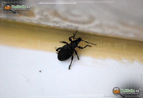 Thumbnail image #2 of the Black-Vine-Weevil
