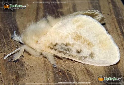 Thumbnail image #5 of the Black-Waved-Flannel-Moth