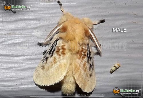 Thumbnail image #3 of the Black-Waved-Flannel-Moth