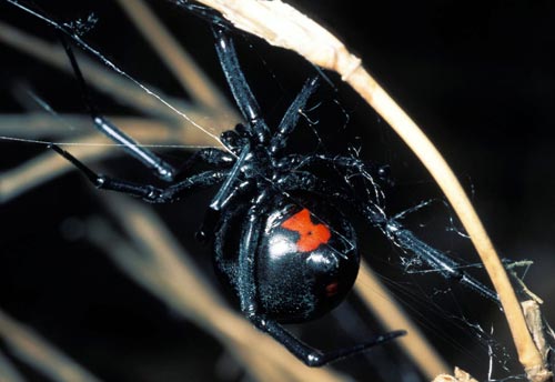 Thumbnail image #3 of the Southern-Black-Widow