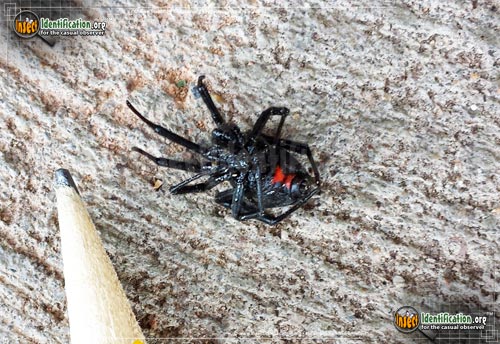 Thumbnail image #4 of the Southern-Black-Widow