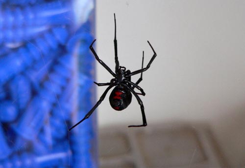 Thumbnail image of the Southern-Black-Widow