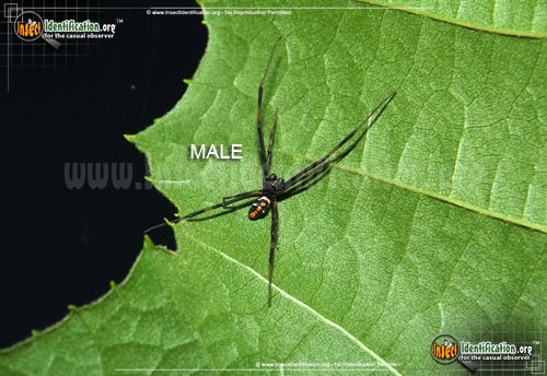 Thumbnail image #2 of the Southern-Black-Widow