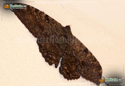 Thumbnail image #5 of the Black-Witch-Moth