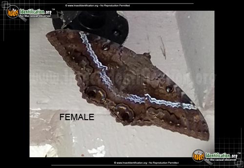 Thumbnail image #4 of the Black-Witch-Moth