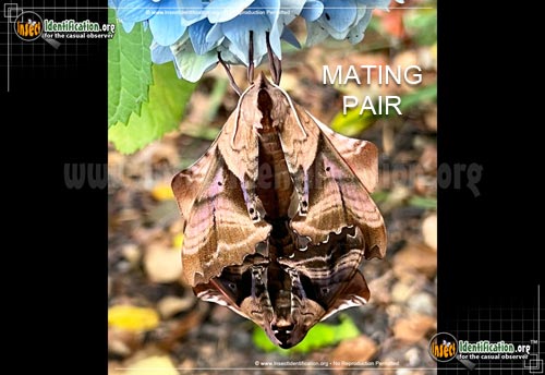 Thumbnail image #3 of the Blinded-Sphinx-Moth