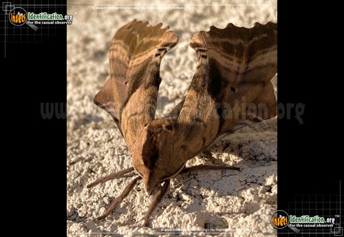 Thumbnail image #7 of the Blinded-Sphinx-Moth