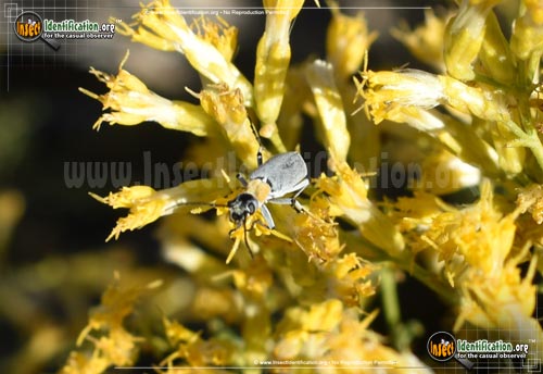 Thumbnail image of the Blister-Beetle-Epicauta-Wheeleri
