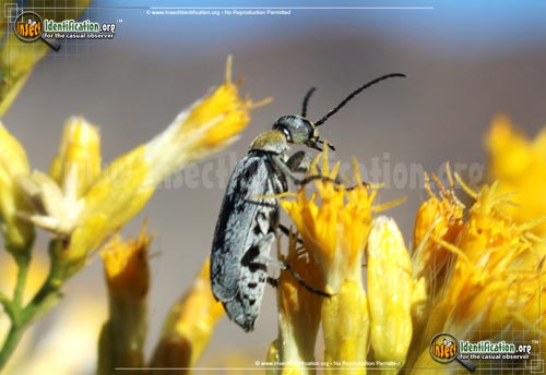Thumbnail image #2 of the Blister-Beetle-Epicauta-Wheeleri