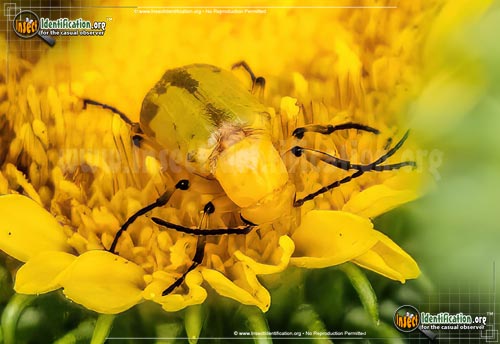 Thumbnail image #3 of the Blister-Beetle-Zonitis-sayi