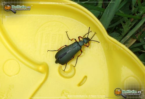 Thumbnail image of the Blister-Beetle