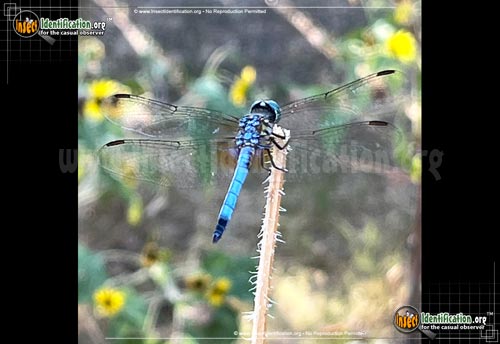 Thumbnail image #15 of the Blue-Dasher