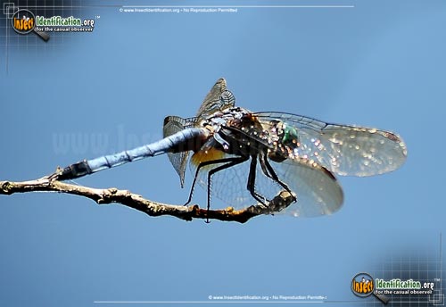 Thumbnail image #5 of the Blue-Dasher