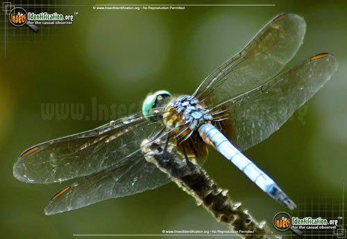 Thumbnail image #3 of the Blue-Dasher