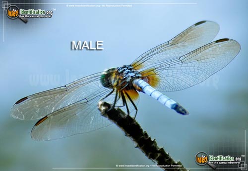Thumbnail image of the Blue-Dasher