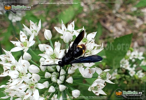 Thumbnail image #4 of the Blue-Winged-Wasp