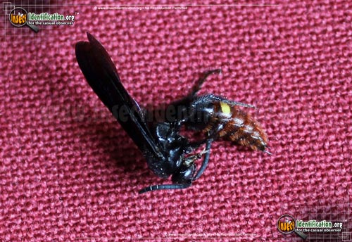 Thumbnail image #5 of the Blue-Winged-Wasp