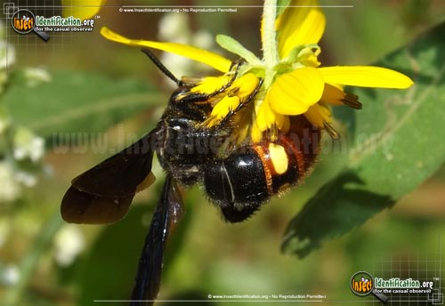 Thumbnail image #2 of the Blue-Winged-Wasp