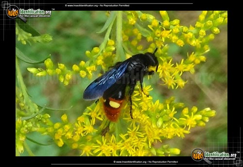 Thumbnail image #7 of the Blue-Winged-Wasp