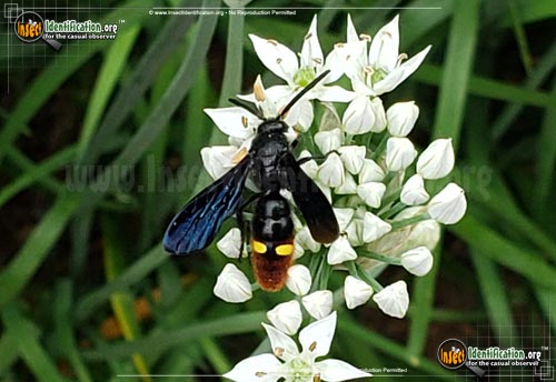 Thumbnail image of the Blue-Winged-Wasp