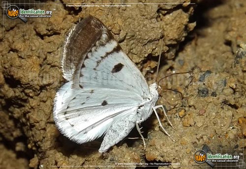 Thumbnail image of the Bluish-Spring-Moth