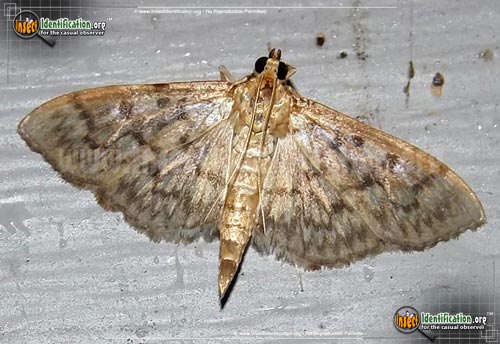 Thumbnail image of the Bold-Feathered-Grass-Moth