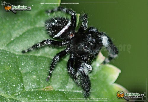 Thumbnail image #2 of the Bold-Jumping-Spider