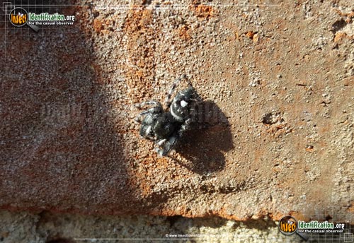 Thumbnail image #6 of the Bold-Jumping-Spider