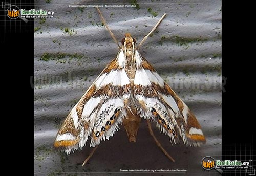 Thumbnail image of the Bold-Medicine-Moth