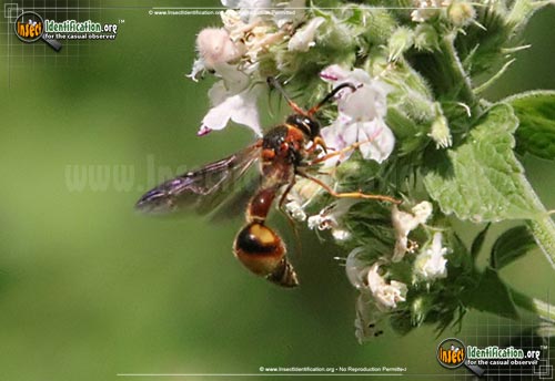Thumbnail image of the Bolls-Potter-Wasp
