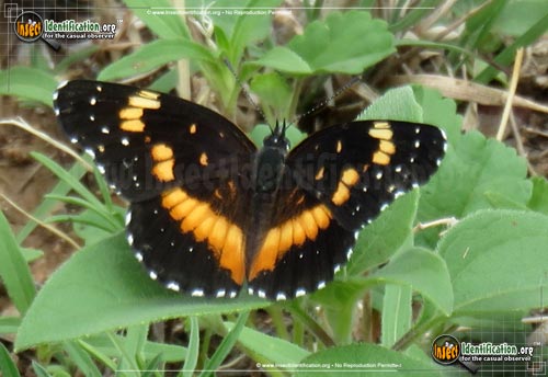 Thumbnail image of the Bordered-Patch-Butterfly