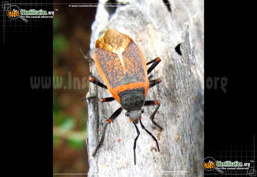 Thumbnail image of the Bordered-Plant-Bug