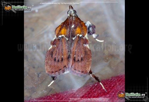 Thumbnail image of the Boxwood-Leaftier-Moth