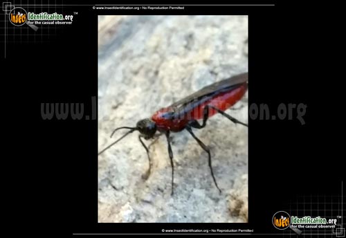 Thumbnail image of the Braconid-Wasp