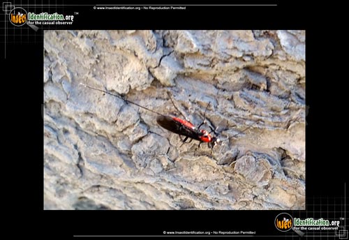 Thumbnail image #2 of the Braconid-Wasp