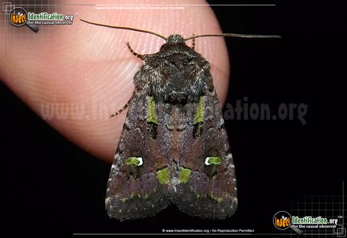 Thumbnail image of the Bristly-Cutworm-Moth