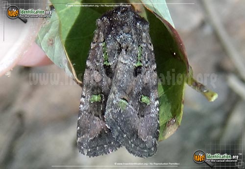 Thumbnail image #2 of the Bristly-Cutworm-Moth