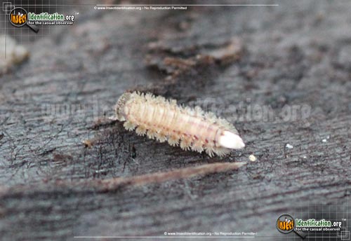 Thumbnail image #2 of the Bristly-Millipede