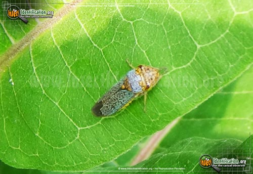 Thumbnail image of the Broad-Headed-Sharpshooter-Leafhopper