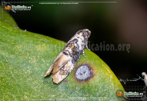 Thumbnail image of the Broad-patch-Cochyid-Moth