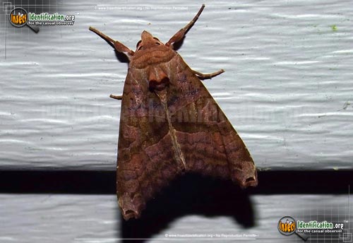 Thumbnail image of the Brown-Angle-Shades-Moth
