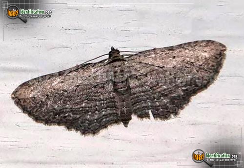 Thumbnail image of the Brown-Bark-Carpet-Moth
