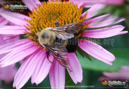 Thumbnail image of the Brown-Belted-Bumble-Bee