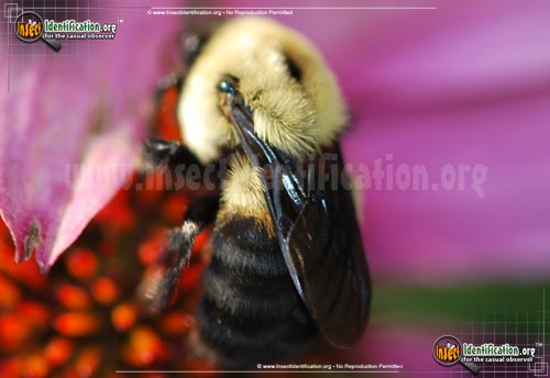Thumbnail image #2 of the Brown-Belted-Bumble-Bee