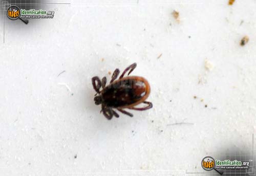 Thumbnail image of the Brown-Dog-Tick